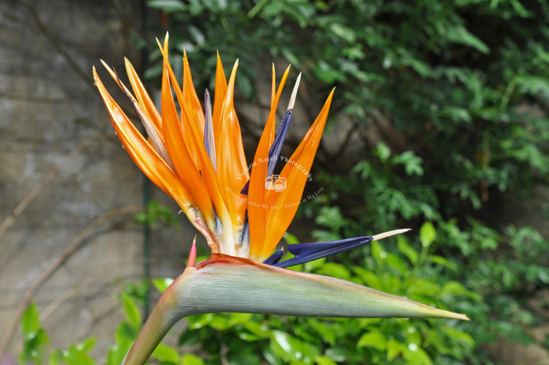 "Bird of Paradise Flower" stock image