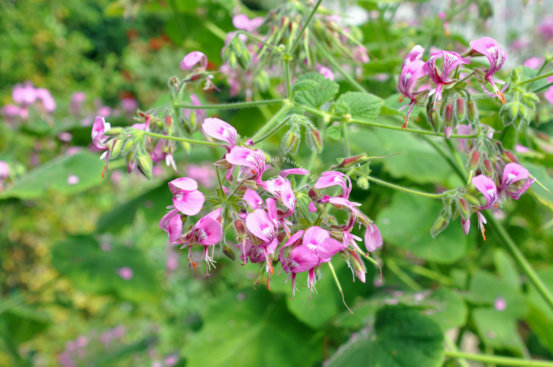 "Spider Flowers" stock image