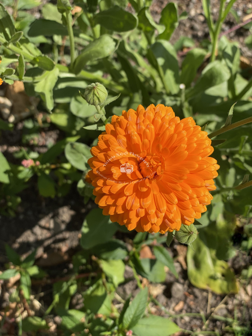 "English Marigold" stock image