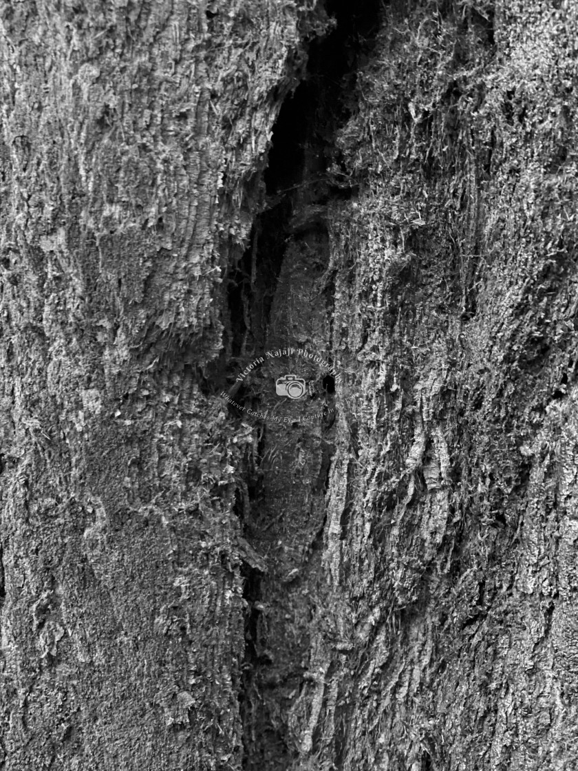 "Bark Abstract" stock image