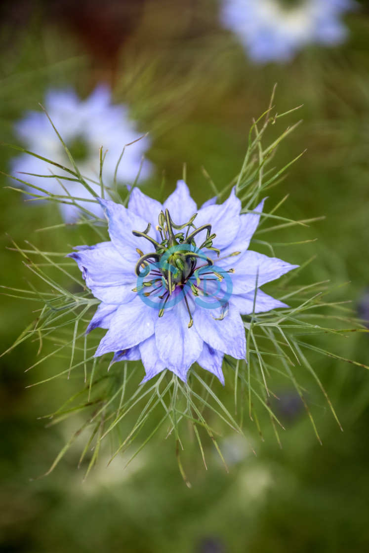 "Nigella Damascena" stock image