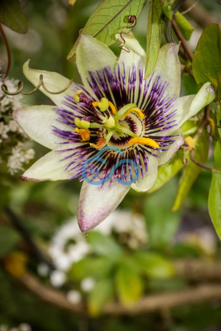 "Passionflower" stock image