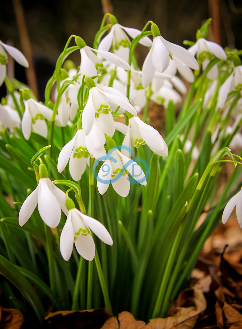 "Snowdrops" stock image