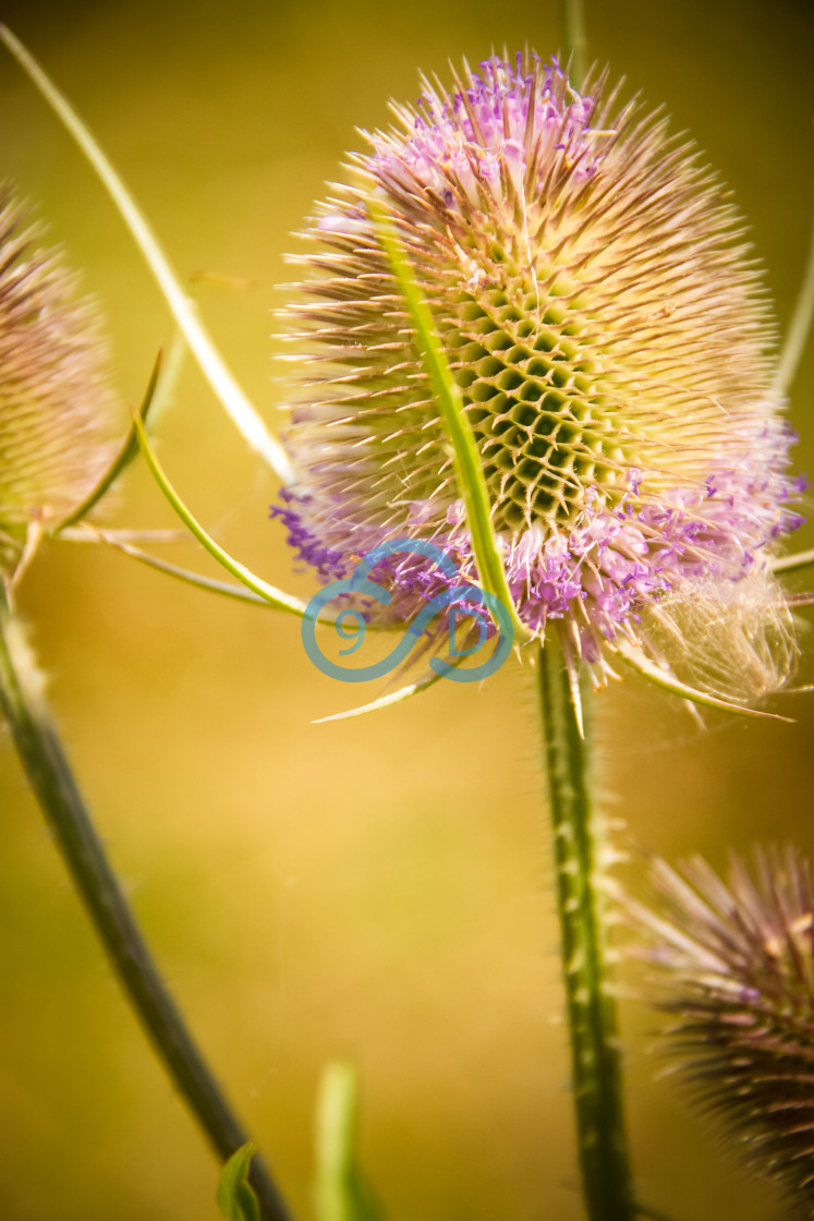 "Wild Teasel" stock image