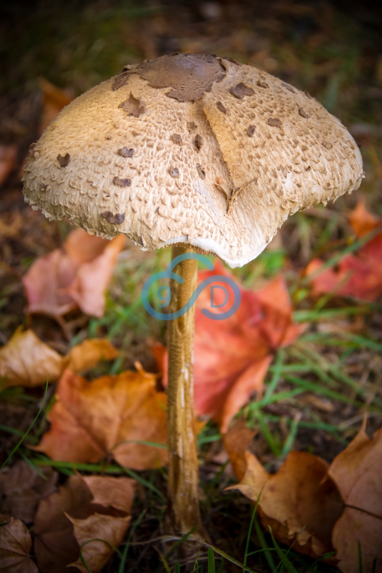 "Parasol Mushroom" stock image