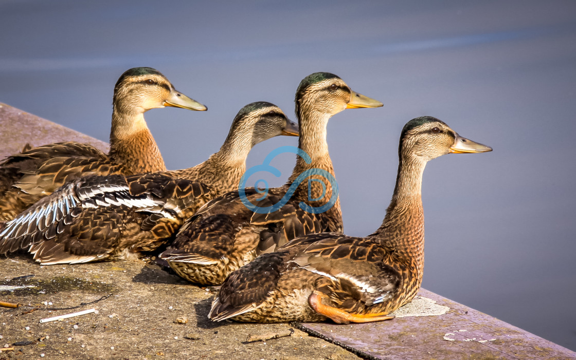 "Ducks" stock image