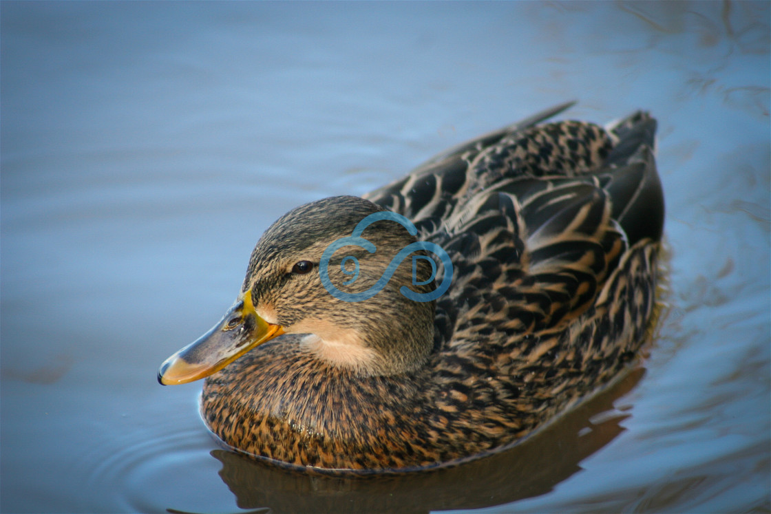 "Duck" stock image