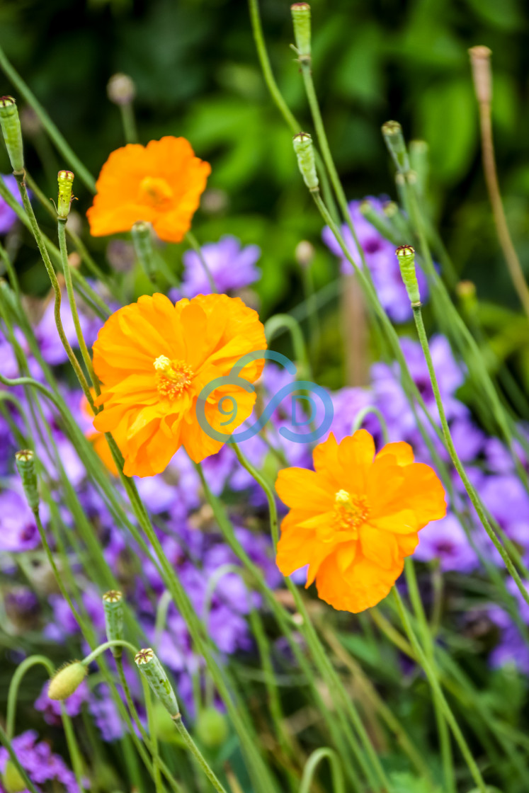 "Orange Feathers Poppies" stock image