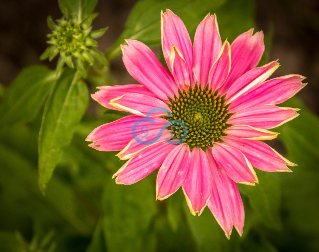 "Double-Headed Coneflower" stock image