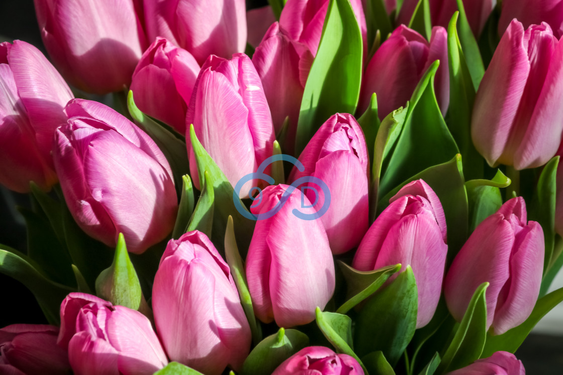 "Pink Tulips" stock image