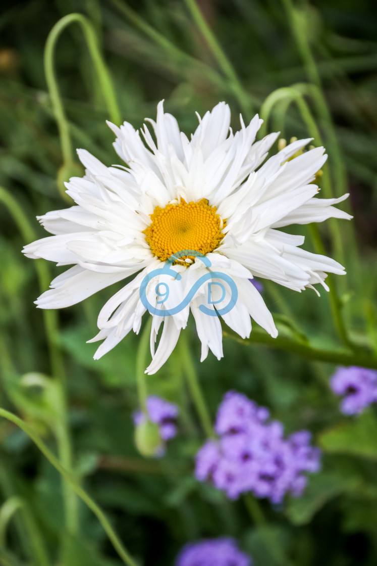 "Shasta Daisy 'Crazy Daisy'" stock image