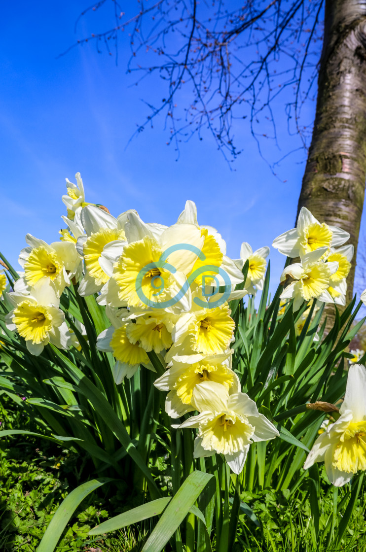 "Narcissus Daffodils" stock image