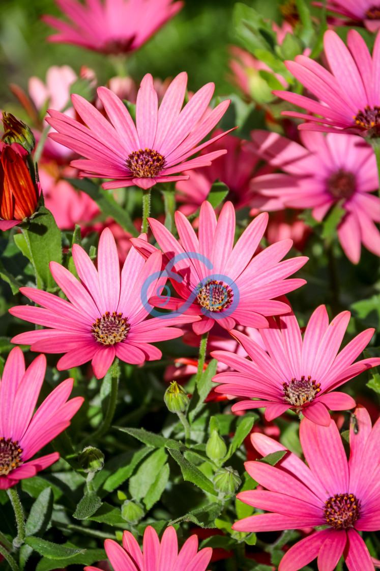 "Osteospermum River Daisy" stock image