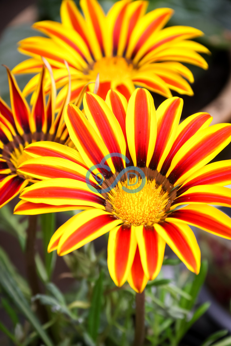 "Gaziana 'Big Kiss Yellow Flame'" stock image