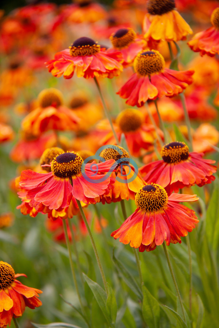 "Helenium Chelsey" stock image