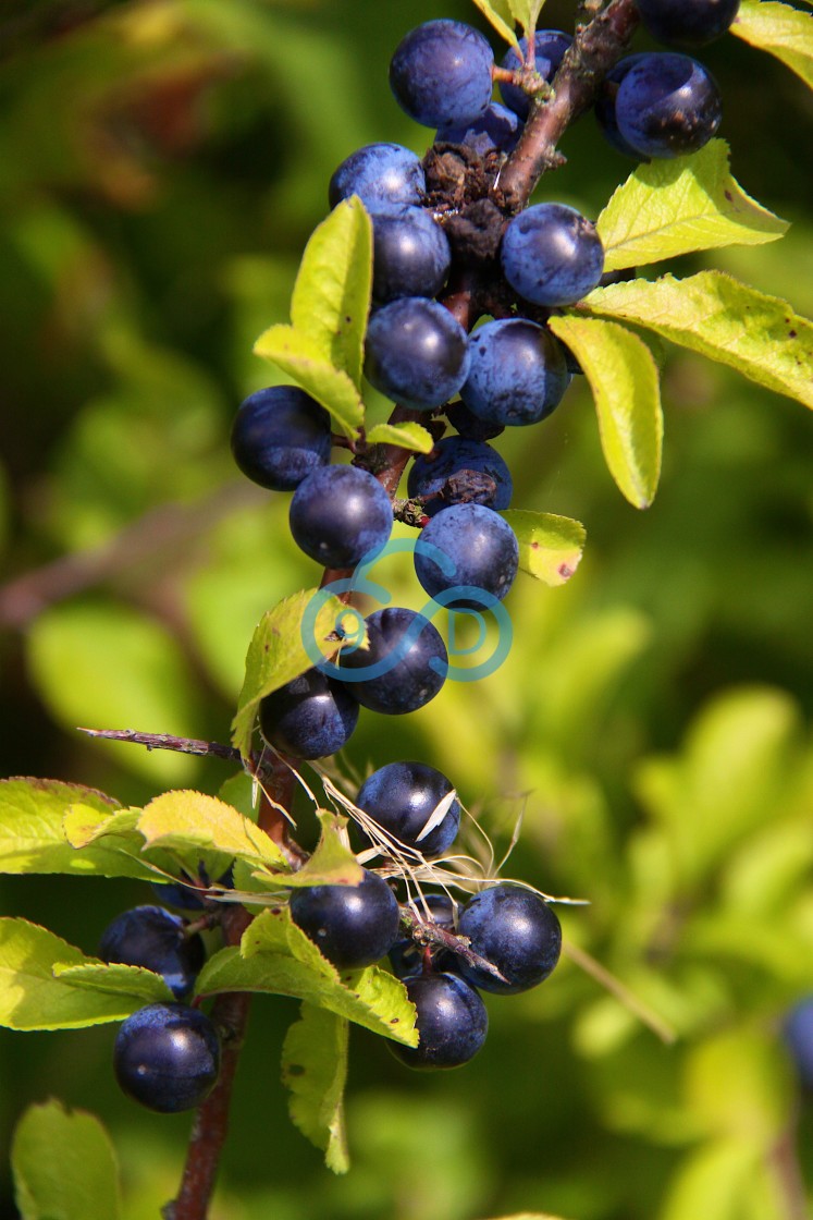 "Sloe Berries" stock image