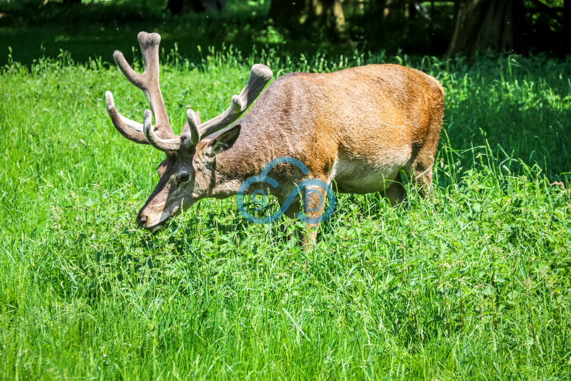 "Red Deer" stock image