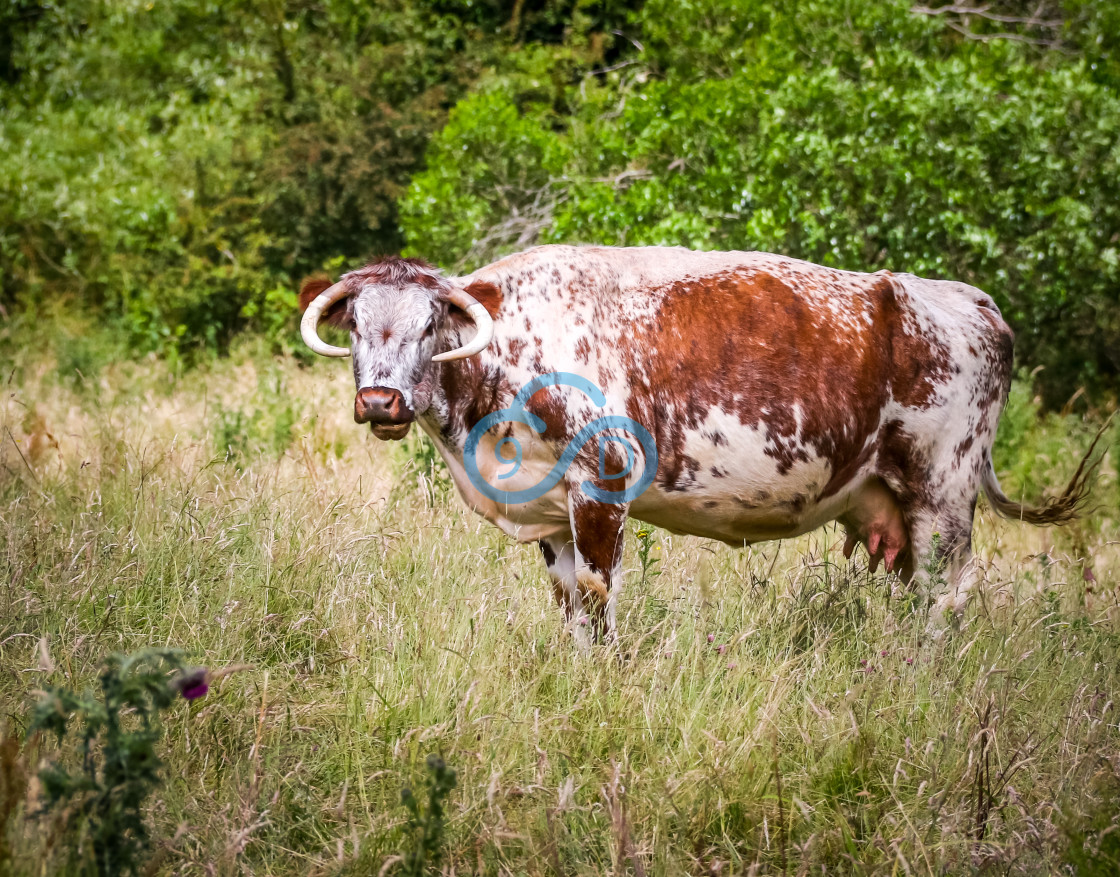 "Longhorn Cow" stock image