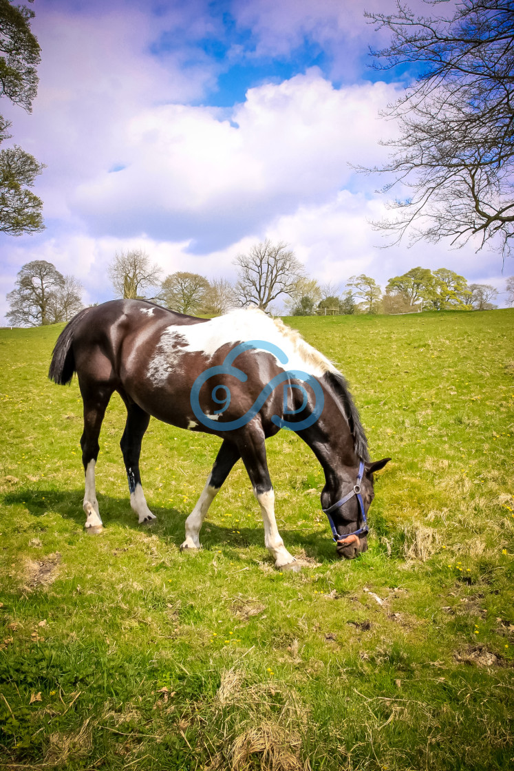 "A Horse Grazing in a Summer Meadow" stock image