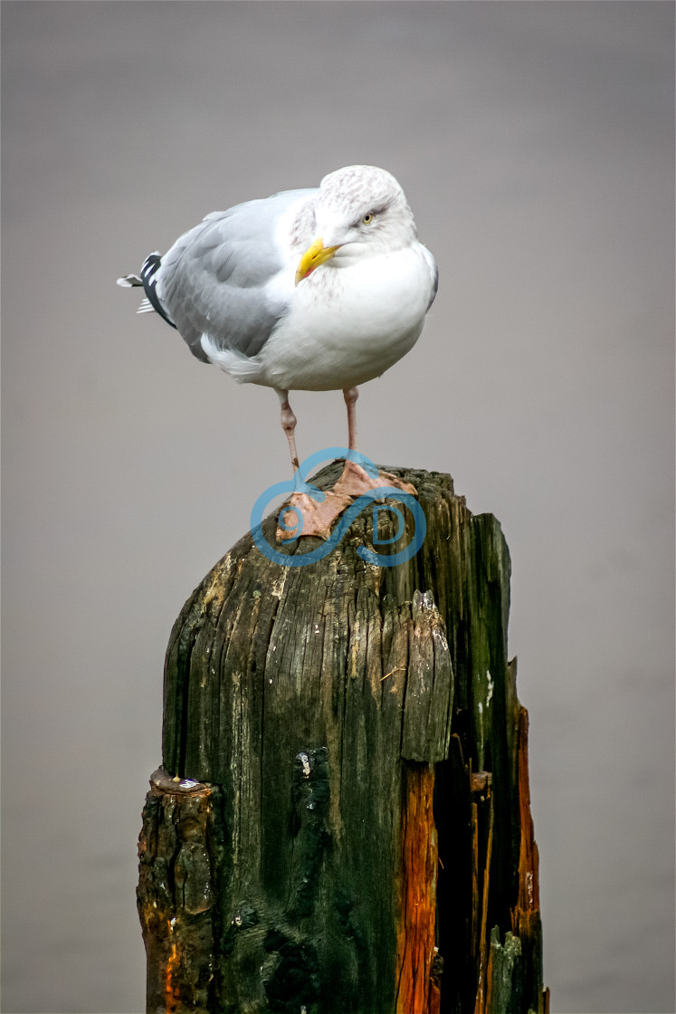 "Herring Gull" stock image