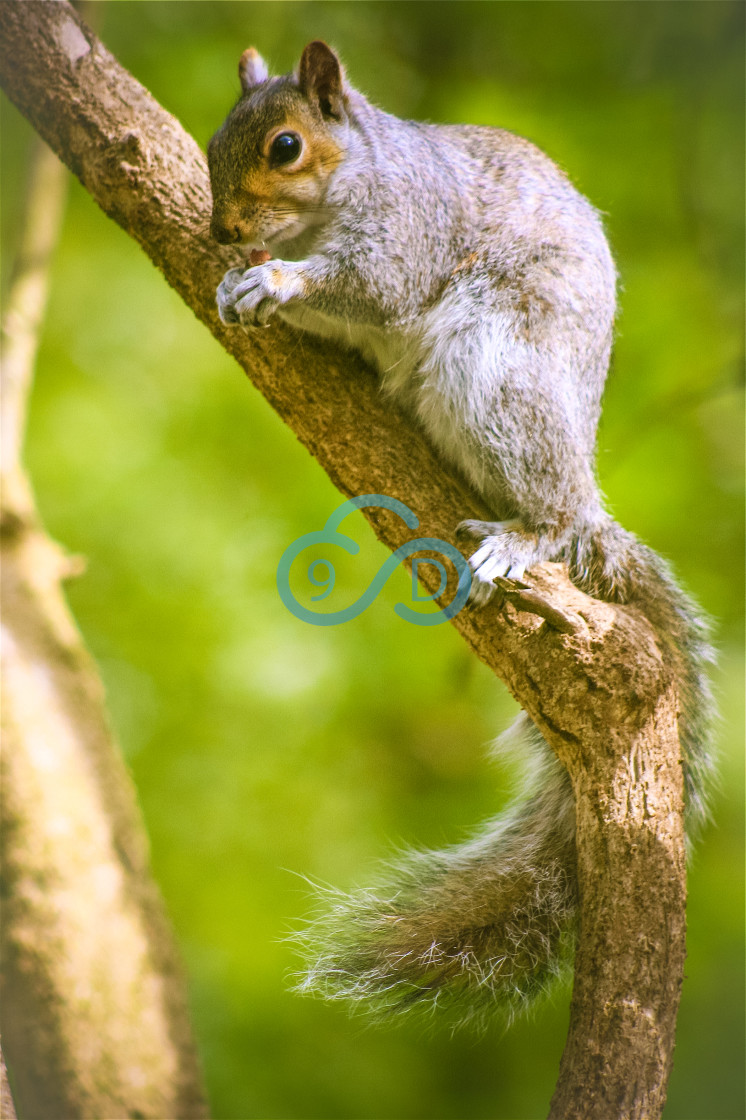 "Grey Squirrel" stock image