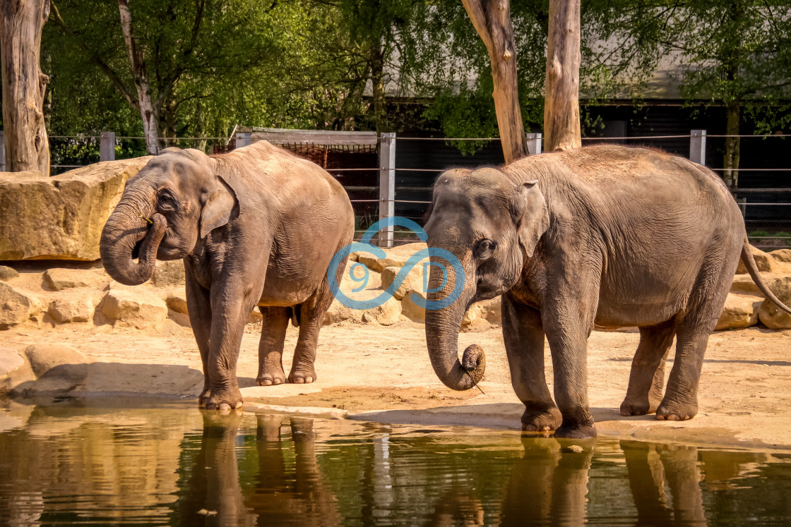 "Elephants at the Watering Hole" stock image