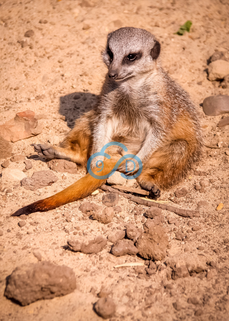 "Chilled Out Meerkat" stock image