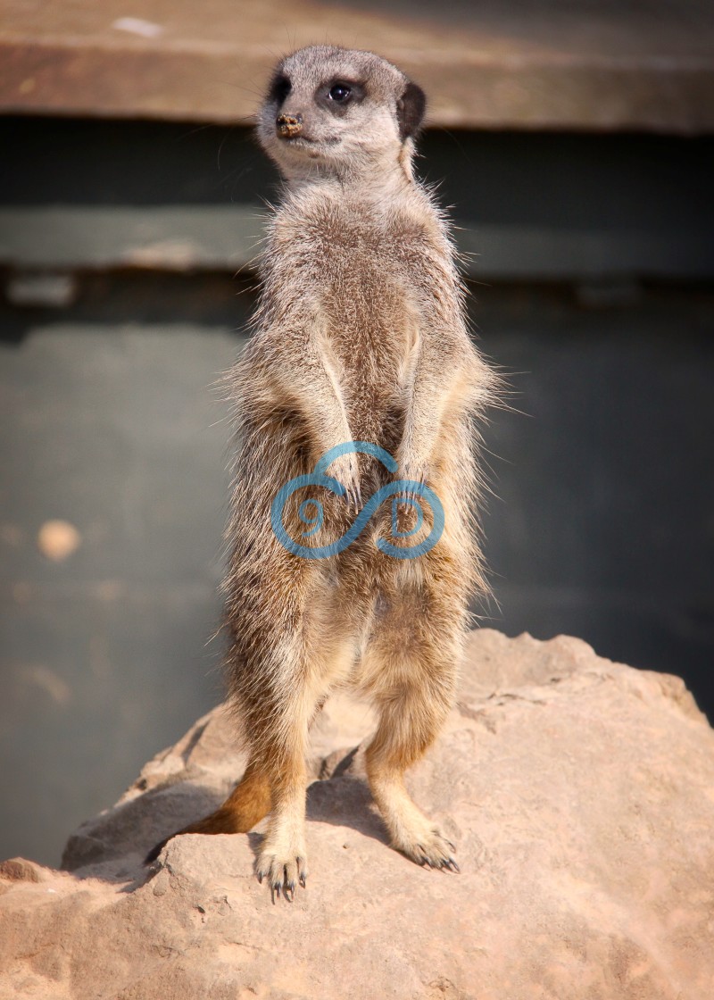 "Meerkat on Patrol" stock image