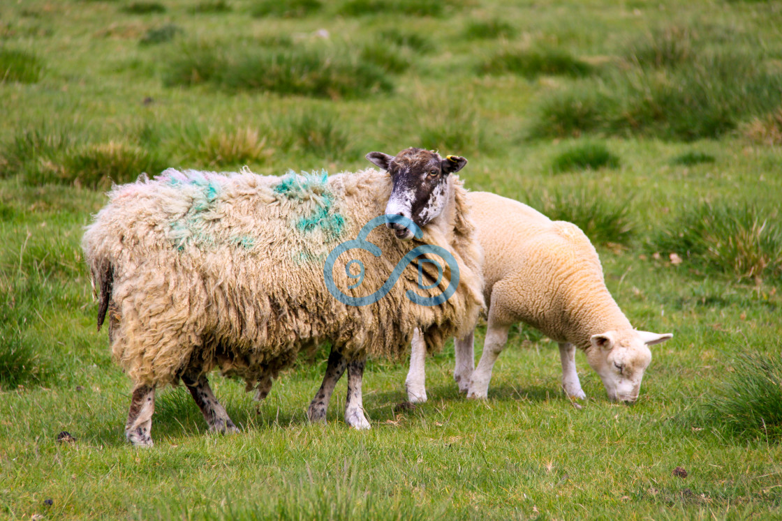 "Mother Sheep and Lamb" stock image