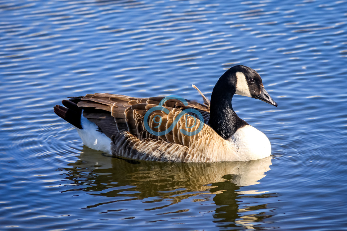 "Canadian Goose" stock image