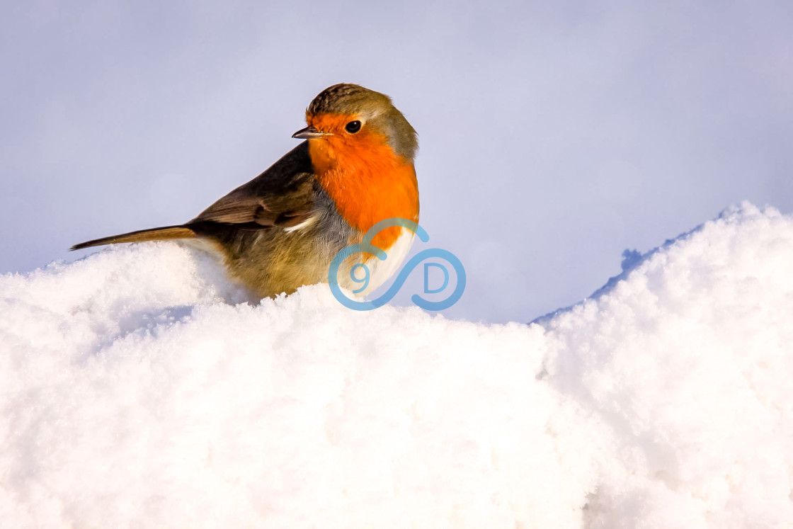 "Winter Robin" stock image