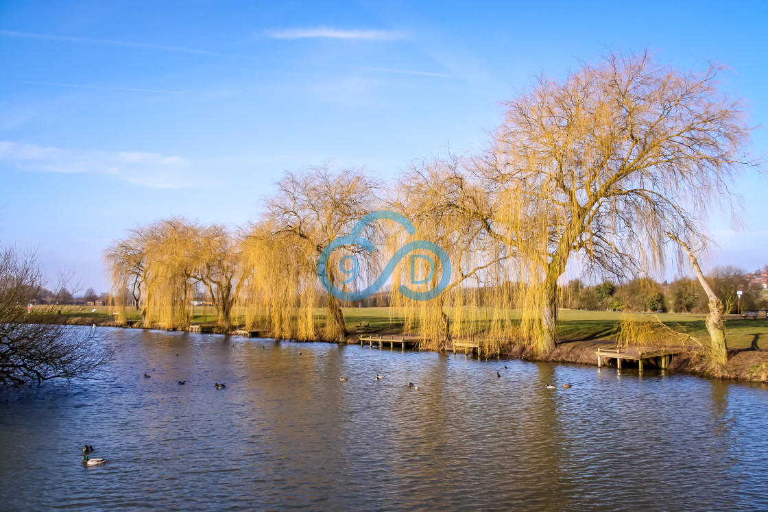"Weeping Willow Trees" stock image
