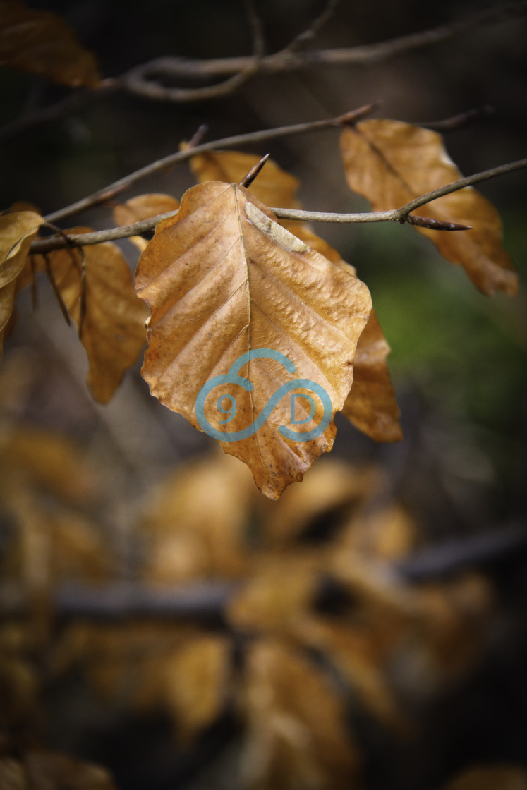 "Autumn Leaves" stock image