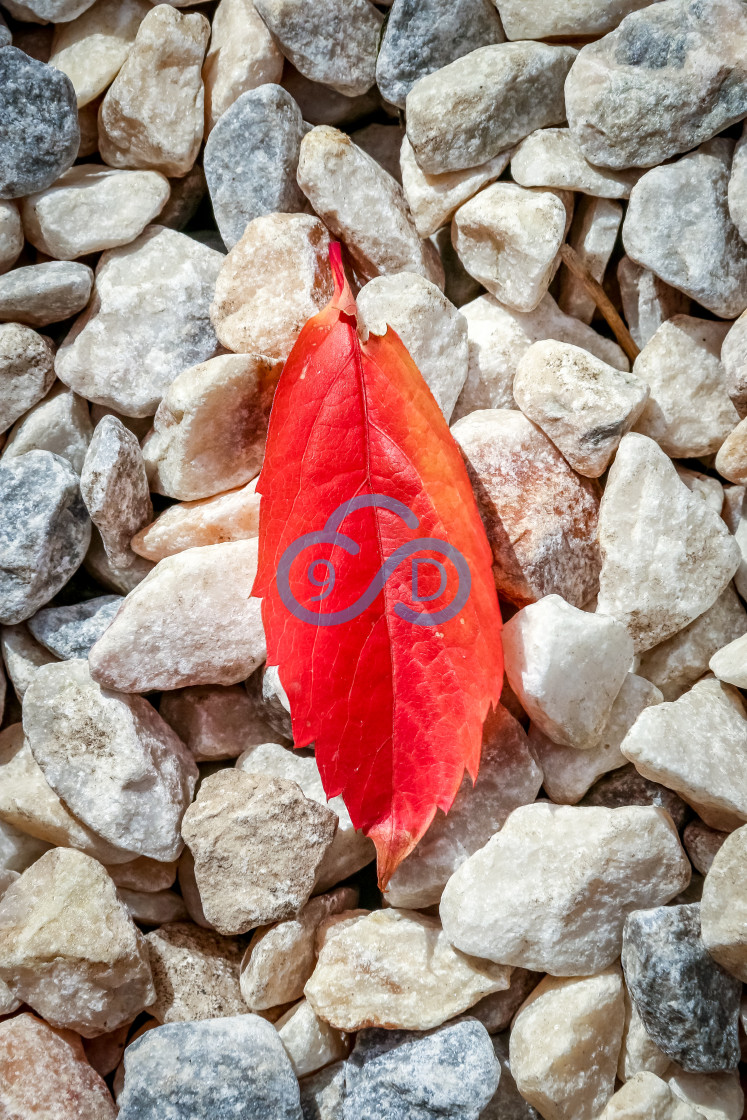 "Red Autumn Leaf" stock image