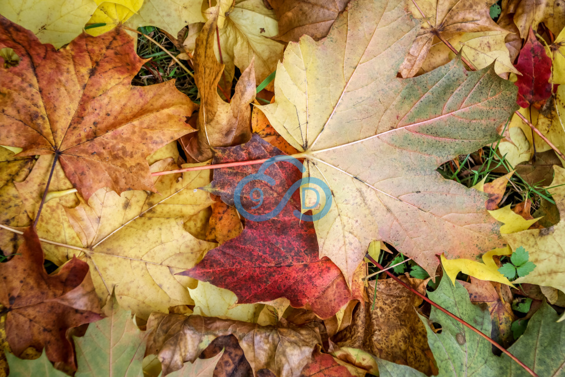 "Autumn Leaves" stock image