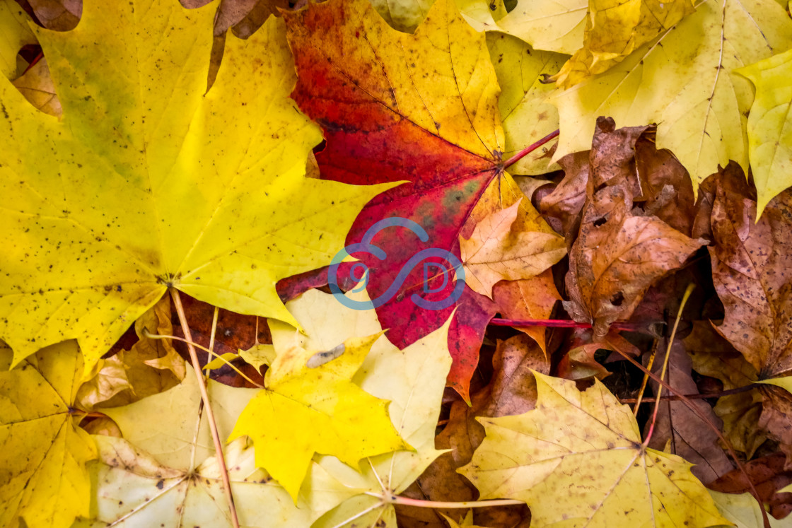 "Autumn Leaves" stock image