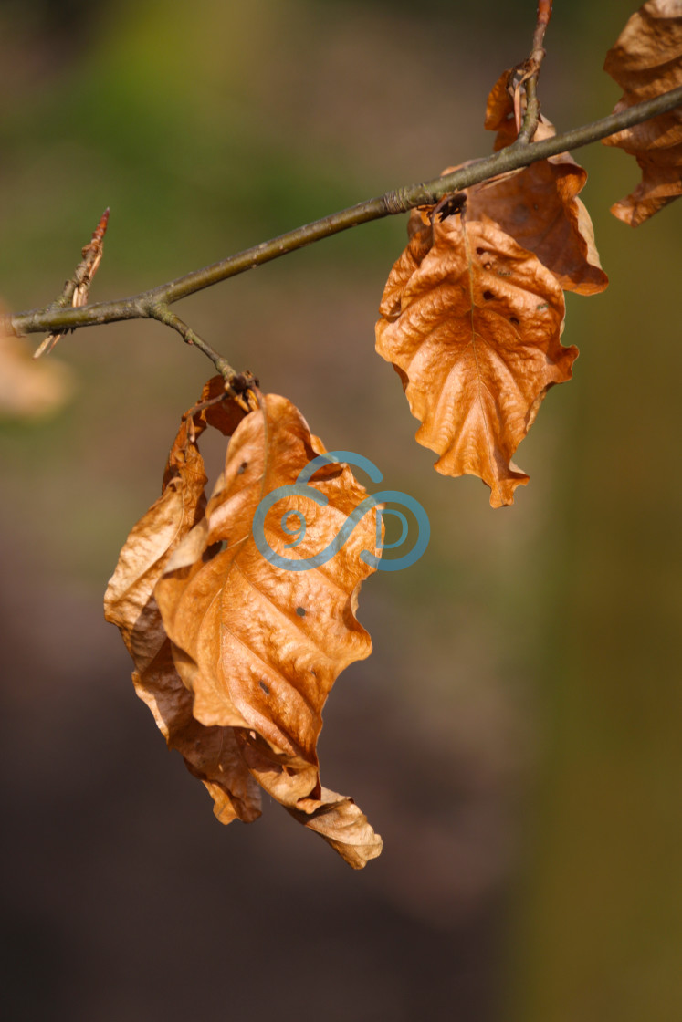 "Autumn Leaves" stock image