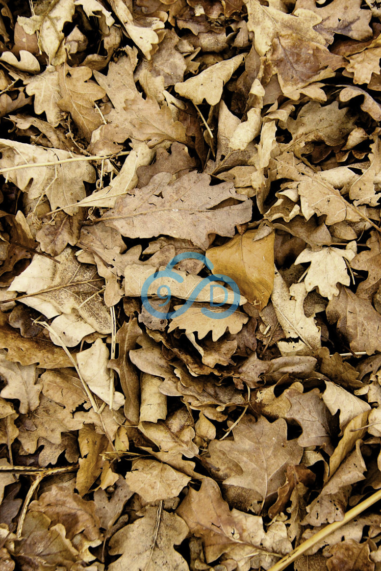 "Autumn Leaves" stock image
