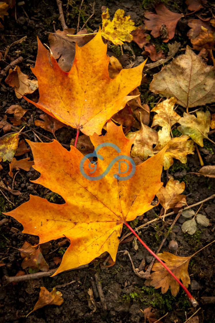 "Autumn Leaves" stock image