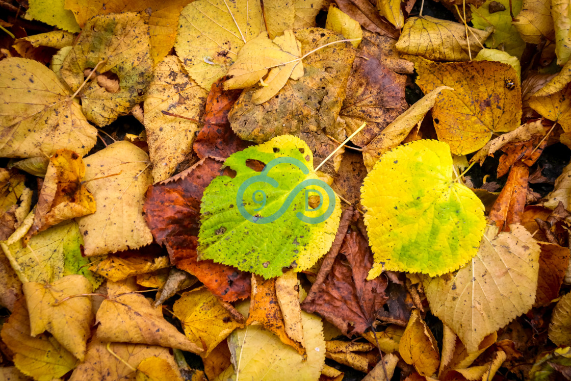 "Autumn Leaves" stock image