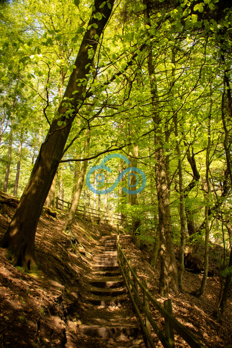 "Steps through the Trees" stock image