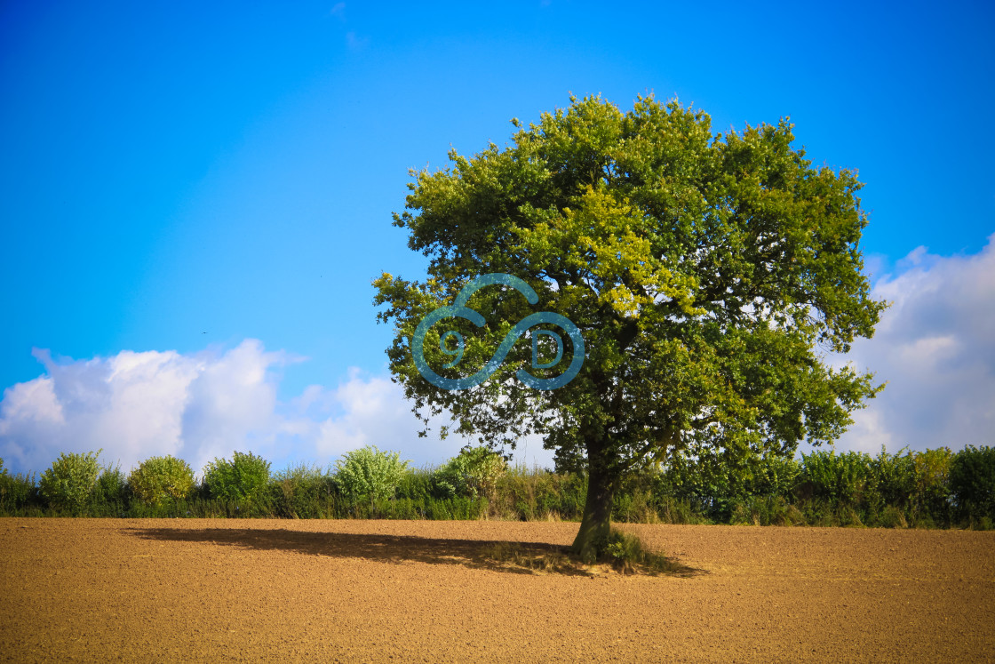 "Solitary Tree" stock image