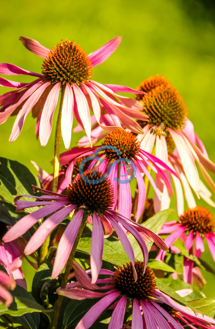 "Purple Coneflowers" stock image