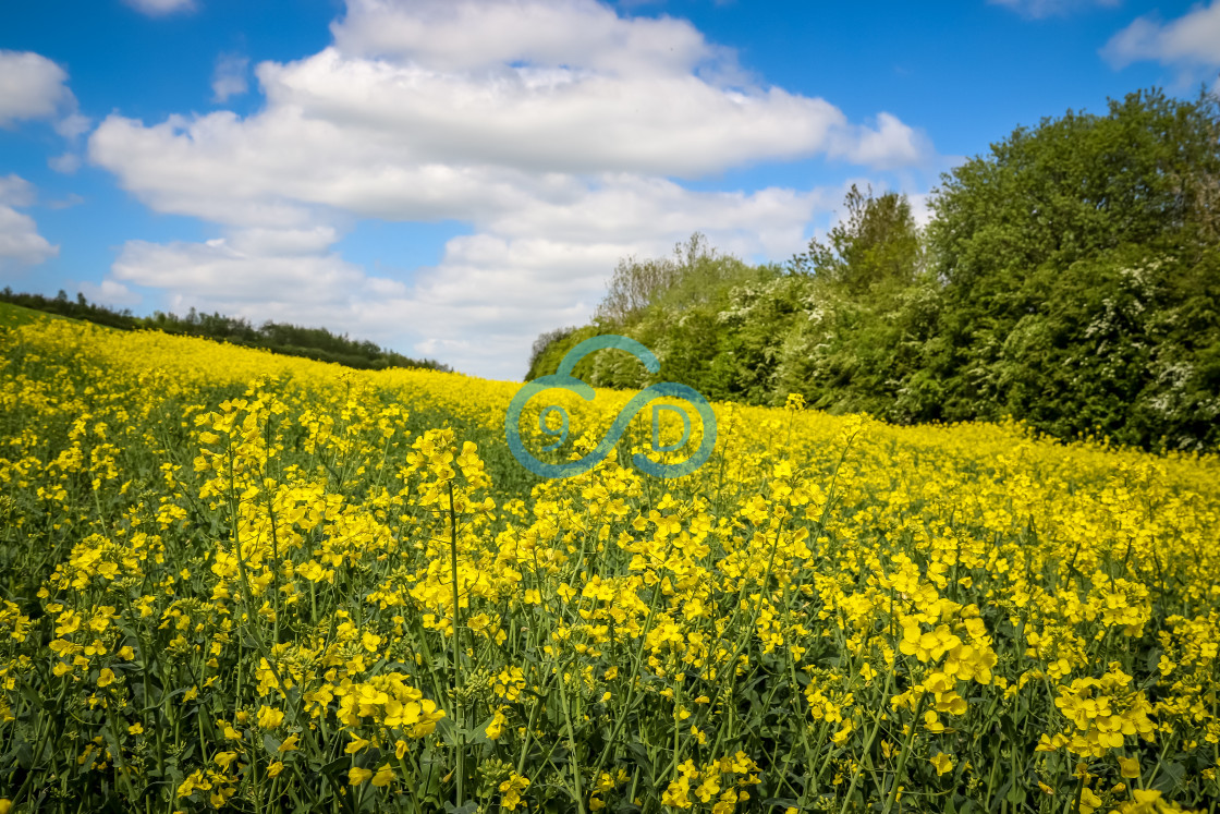 "Rapeseed Field" stock image