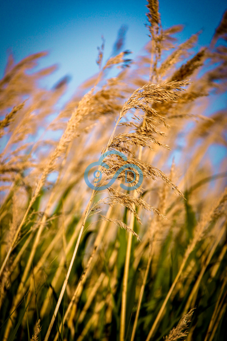 "Water Reeds" stock image