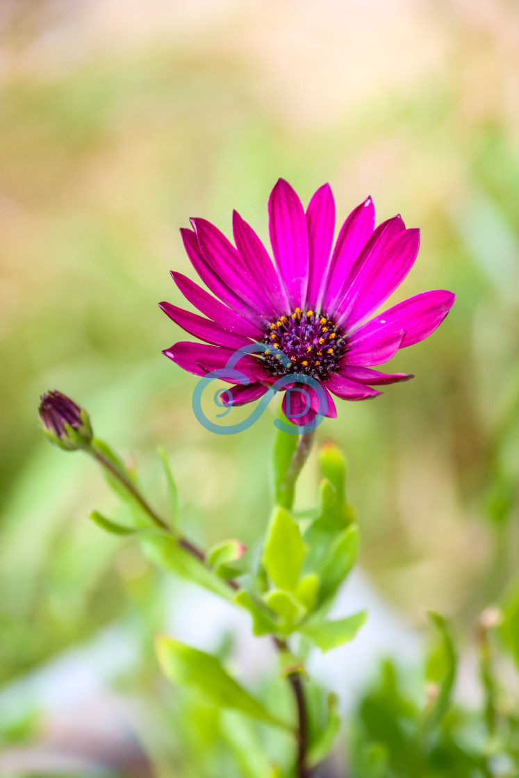 "Purple Osteospermum" stock image