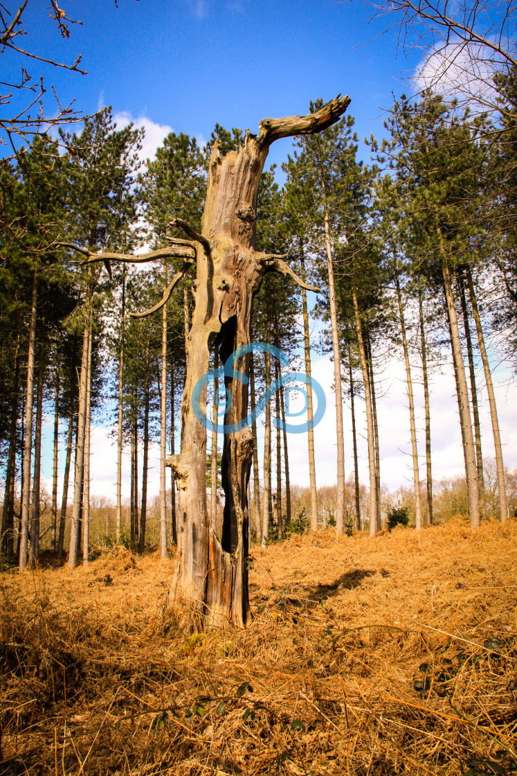 "Dead Tree" stock image