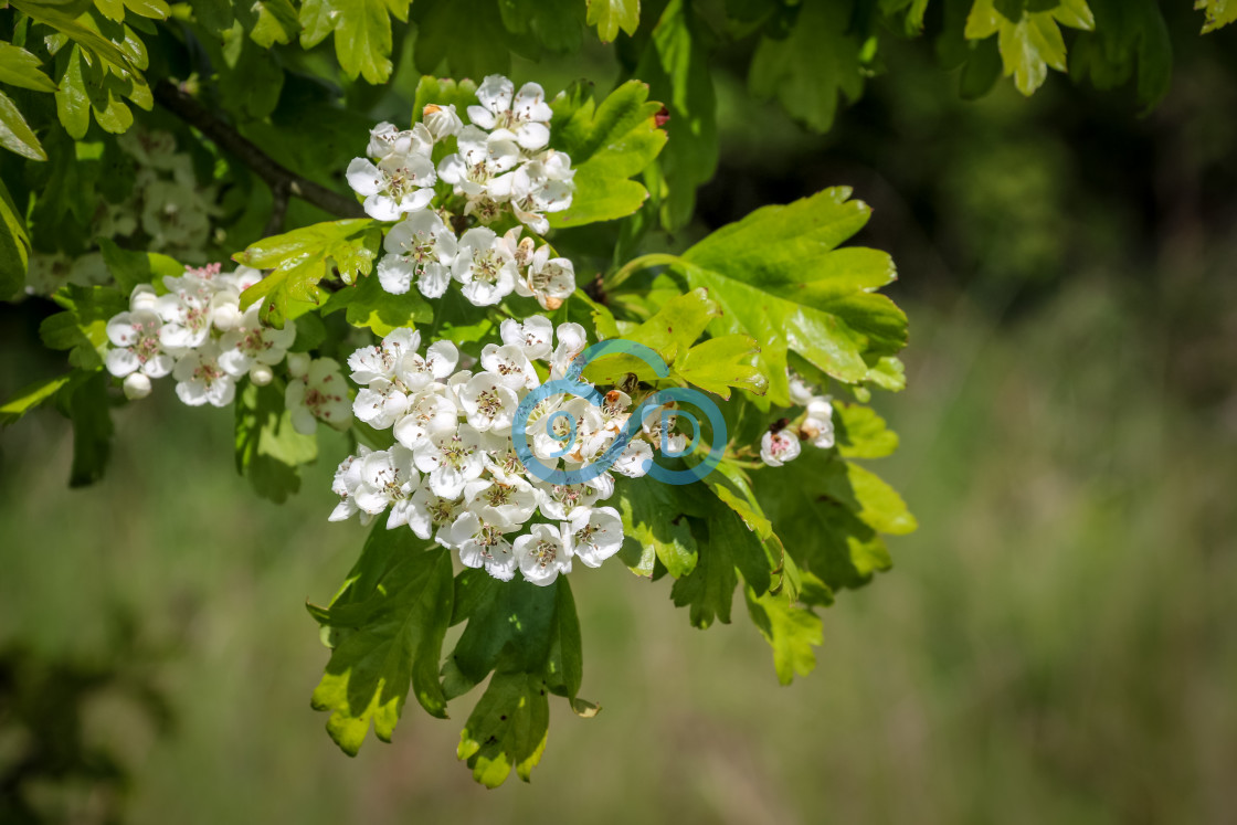 "Hawthorn Flowers" stock image