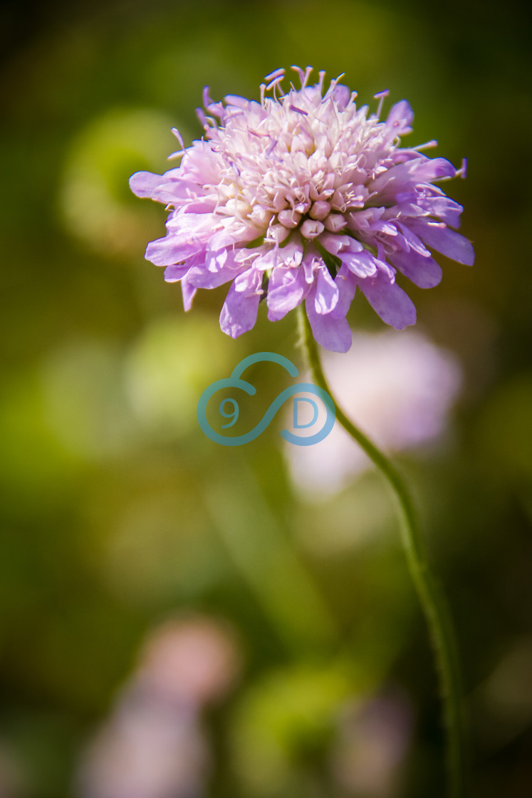 "Pincushion Flower" stock image