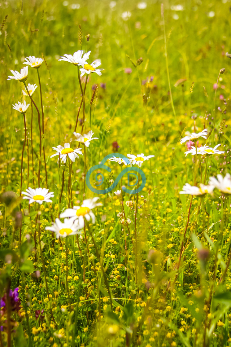 "Meadow Flowers" stock image